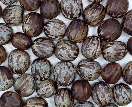 Rubber seed Stock Photos