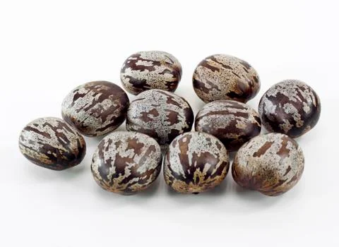 Rubber seed Stock Photos