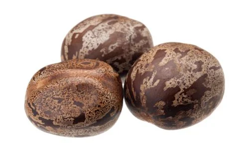 Rubber seed Stock Photos