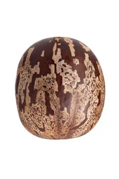 Rubber seed Stock Photos