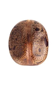 Rubber seed Foto stock
