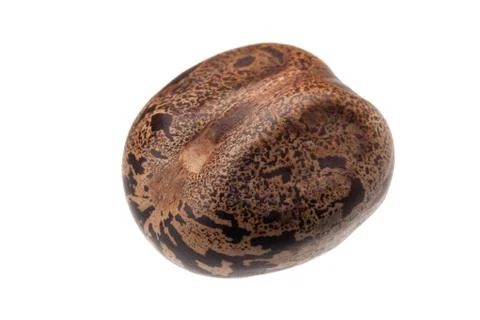 Rubber seed Stock Photos