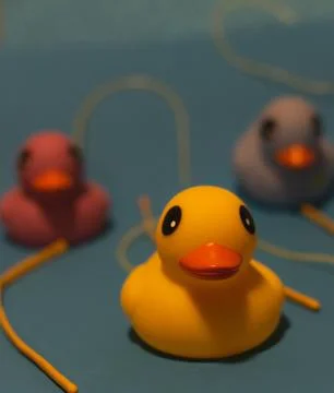 Rubber shower ducks Stock Photos