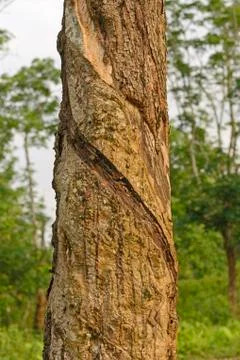 Rubber with slash cuts for harvesting Fotos Stock