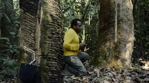 Rubber tapper in the Amazon rainforest Stock Footage 52373495