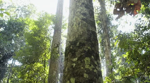 Rubber tapper in the Amazon rainforest Stock Footage 52378555
