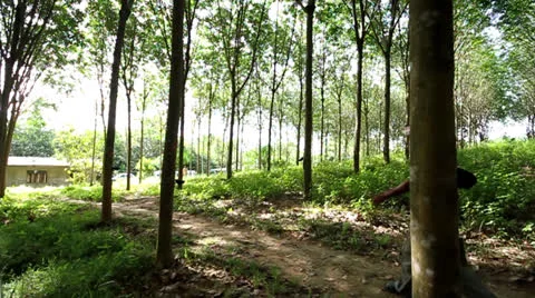 Rubber tapper 스톡 동영상 24897665