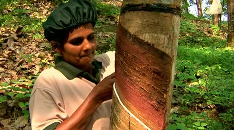 Rubber Tapper Preparing Tree 스톡 동영상 10953626