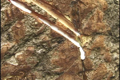 Rubber tapper in the state of Acre, Brazil. Stock Footage 24255358