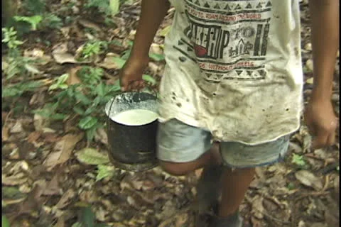 Rubber tapper in the state of Acre, Brazil. Stock Footage 24256445