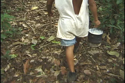 Rubber tapper in the state of Acre, Brazil. Stock Footage 24258482