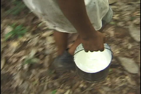 Rubber tapper in the state of Acre, Brazil. Stock Footage 24258729