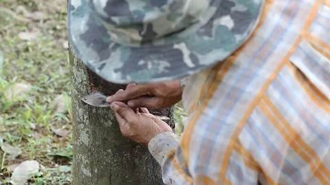 Rubber tapper tapping rubber tree to collect latex Stock Footage 70822292