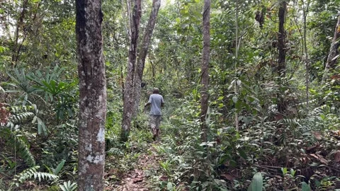 Rubber Tapper Working Inside Dense Plantation Stock Footage 328985130