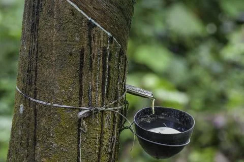 Rubber tapping and latex extraction in kerala Stock Photos