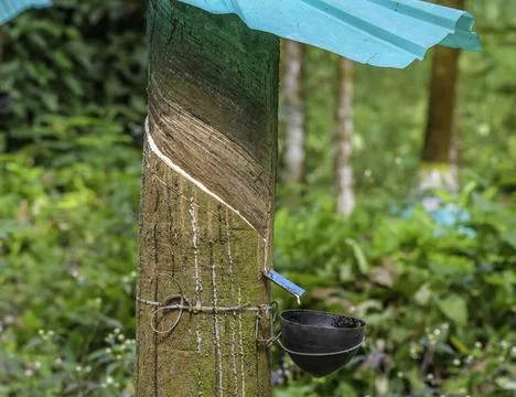 Rubber tapping and latex extraction in kerala Stock Photos