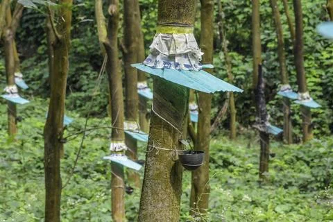 Rubber tapping and latex extraction in kerala Stock Photos