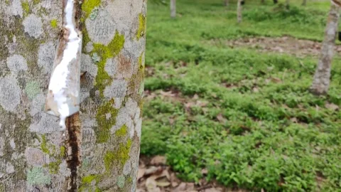 Rubber tapping to get latex Stock Footage 155362635
