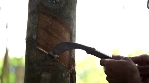 Rubber tapping latex 스톡 동영상 24897682