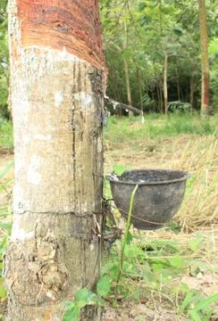 Rubber tapping Stock Photos