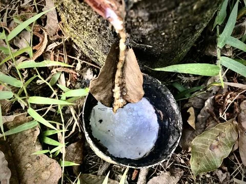 Rubber tapping Stock Photos