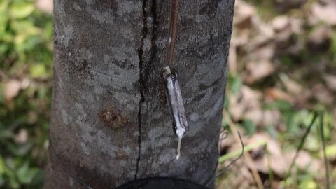 Rubber Tapping Process in Phuket, Thailand Stock Footage 305727950