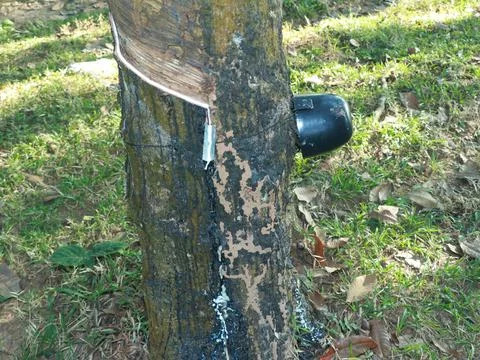 Rubber tapping process from a Rubber Tree Stock Photos