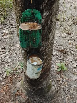 Rubber Tapping Process on Rubber Tree with Latex Collection in Indonesia Stock Photos