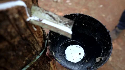 Rubber tapping process by which latex is collected from a rubber tree. Stock Footage 153705428
