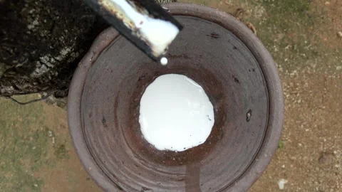 Rubber tapping is the process by which latex is collected from a tree 4k Stock Footage 254858063