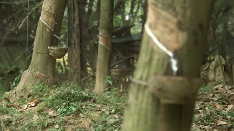Rubber tapping,  rubber sap dripping. Pull focus mid shot Video stock 249109336