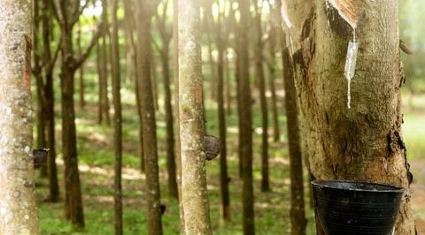 Rubber tapping in rubber tree garden. Natural latex extracted from para rubbe Foto stock