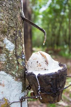 Rubber tapping from rubber tree by planters in Southern of Thailand. Stock Photos