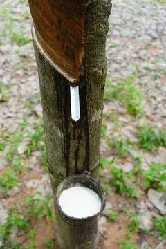 Rubber tapping, Tapping latex rubber tree, Rubber Latex extracted from rubber tr Foto stock