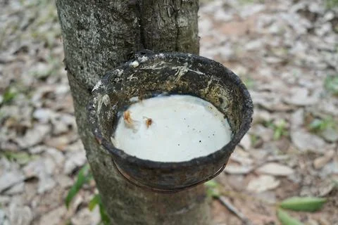 Rubber tapping, Tapping latex rubber tree, Rubber Latex extracted from rubber tr Foto stock