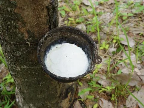 Rubber tapping, Tapping latex rubber tree, Rubber Latex extracted from rubber tr Stock Photos