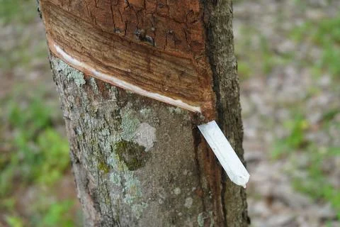 Rubber tapping, Tapping latex rubber tree, Rubber Latex extracted from rubber tr Stock Photos
