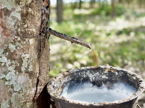 Rubber tapping, Tapping latex rubber tree, Rubber Latex extracted from rubber tr Stock Photos