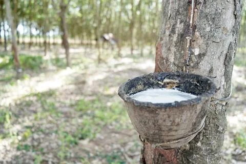 Rubber tapping, Tapping latex rubber tree, Rubber Latex extracted from rubber tr Stock-Fotos