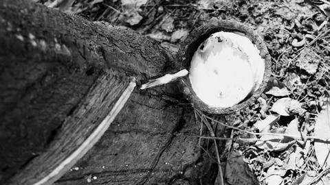 Rubber tapping, Tapping latex rubber tree, Rubber Latex extracted from rubber tr Foto stock