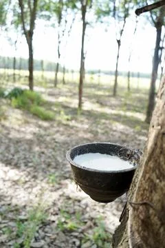 Rubber tapping, Tapping latex rubber tree, Rubber Latex extracted from rubber tr Stock-Fotos