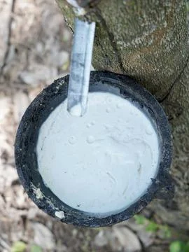 Rubber tapping, Tapping latex rubber tree, Rubber Latex extracted from rubber tr Foto stock