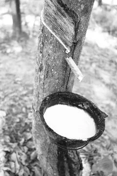 Rubber tapping, Tapping latex rubber tree, Rubber Latex extracted from rubber tr 스톡 사진