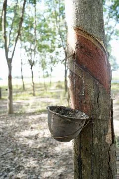 Rubber tapping, Tapping latex rubber tree, Rubber Latex extracted from rubber tr Foto stock