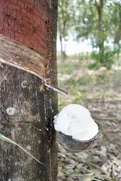 Rubber tapping, Tapping latex rubber tree, Rubber Latex extracted from rubber tr Foto stock