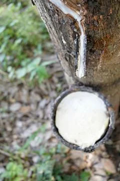 Rubber tapping, Tapping latex rubber tree, Rubber Latex extracted from rubber tr Stock-Fotos