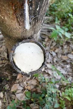 Rubber tapping, Tapping latex rubber tree, Rubber Latex extracted from rubber tr 写真素材