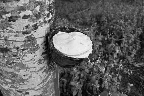 Rubber tapping, Tapping latex rubber tree, Rubber Latex extracted rubber tree. Stock Photos