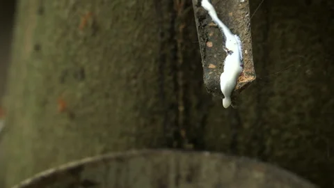 Rubber tapping tree close up. Static Video stock 249109768