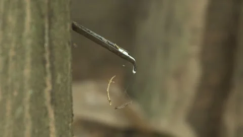 Rubber tapping a tree in forest in Yunnan, China Video stock 249109126